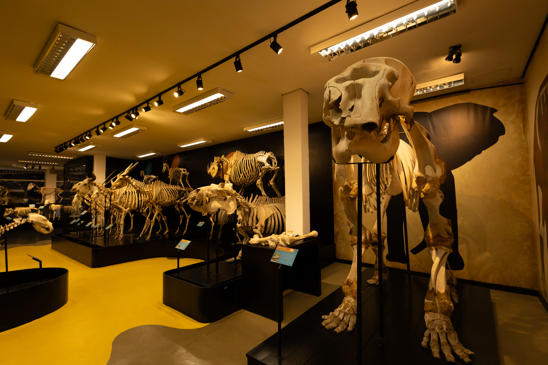 Salão de esqueletos de mamíferos do museu, com esqueleto de elefante à direita